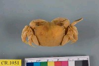 藏品(臺灣厚蟹)的圖片